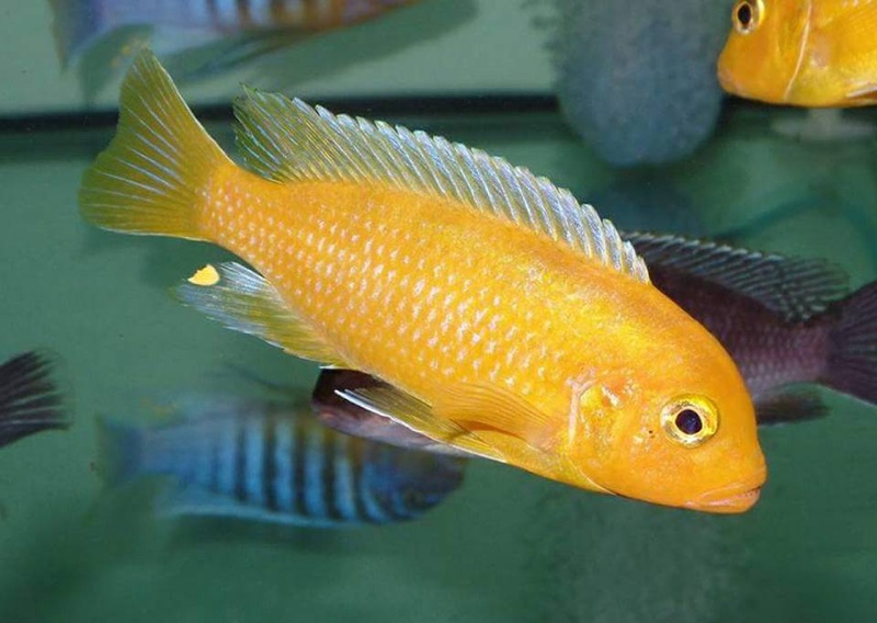 Maylandia lombardoi 'Mbenji Island'